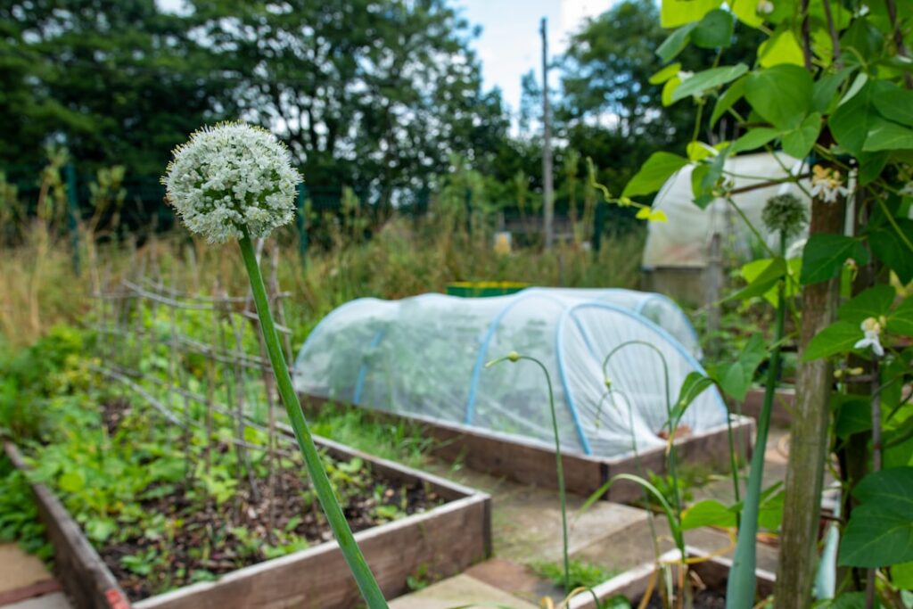Comparison of raised bed and traditional garden